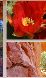 Red rocks and cactus flowers blooming in the sun