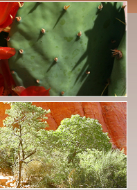 Prickley pear cactus and red rock vistas