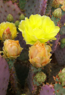 Yellow flowering prickley pear cactus in Sedona Arizona